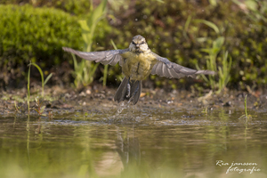 vogels